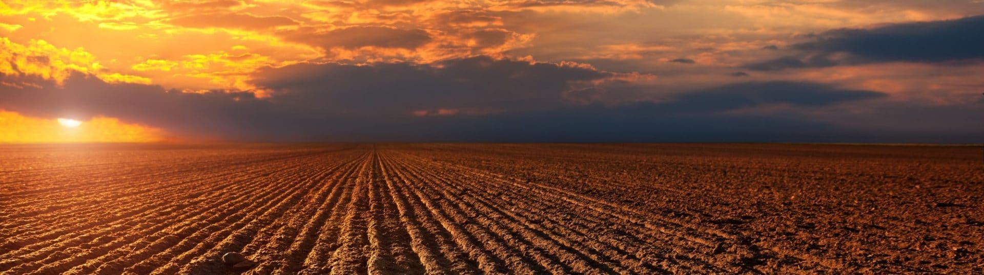 Field